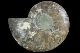 Agatized Ammonite Fossil (Half) - Madagascar #88178-1